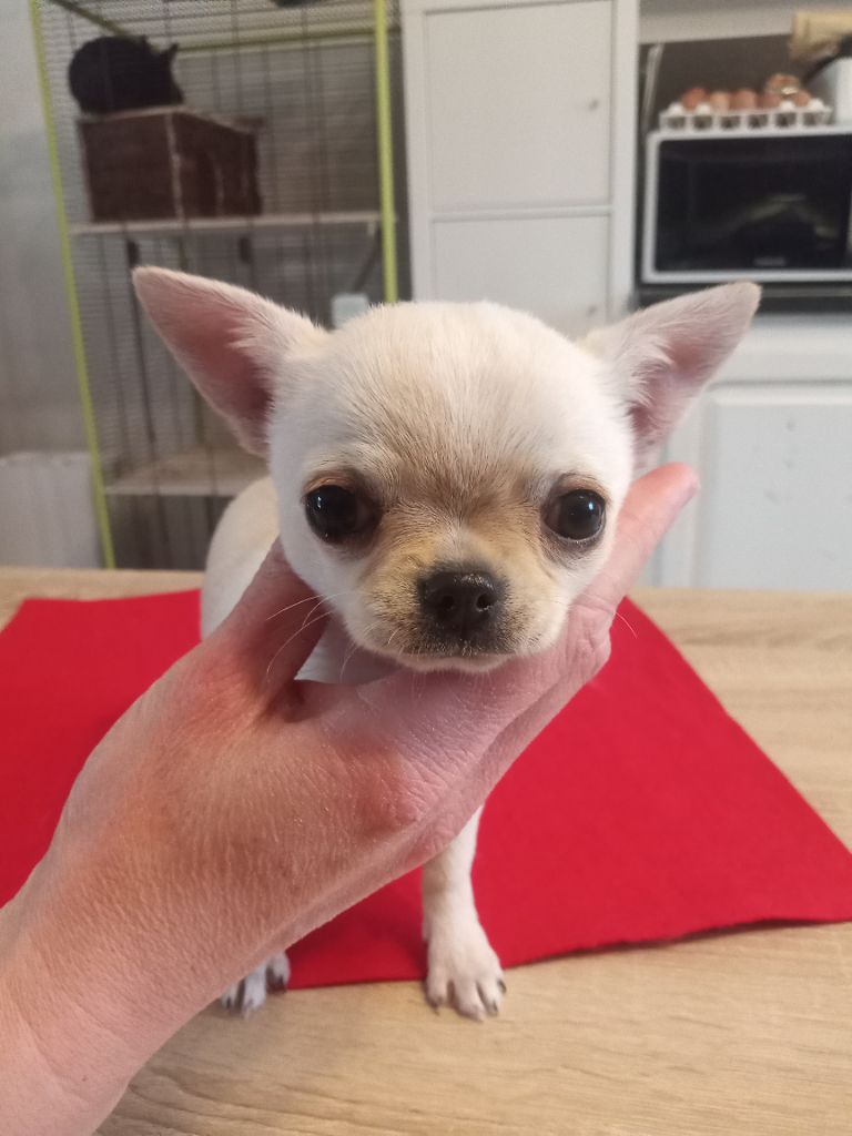 De Somylhan - Chiot disponible  - Chihuahua